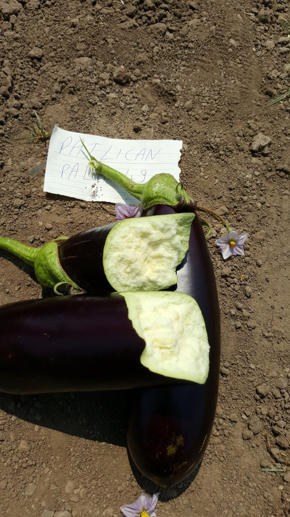 Patlıcan Tohumu Pala 49 /- 500 g. - 5