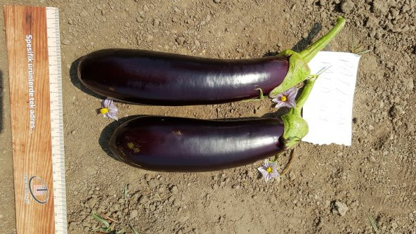 Patlıcan Tohumu Pala 49 /- 500 g. - 6