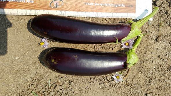 Patlıcan Tohumu Pala 49 /- 500 g. - 7