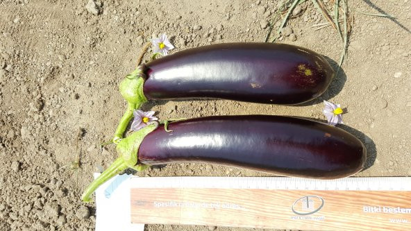 Patlıcan Tohumu Pala 49 /- 500 g. - 8