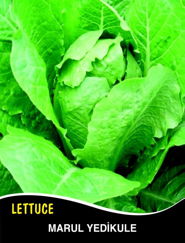 Marul Tohumu Yedikule 5701 Pk 10G (~ Takribi 5500 Tohum)