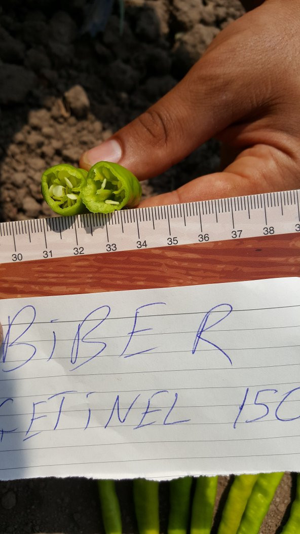 Biber Tohumu Çetinel 150 Tatlı Sivri 10 G. (~ Takribi 800 Tohum) - 2