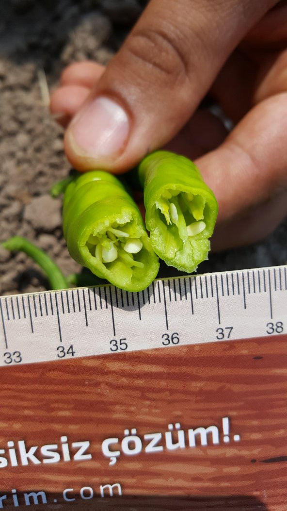 Biber Tohumu Çetinel 150 Tatlı Sivri 10 G. (~ Takribi 800 Tohum) - 3