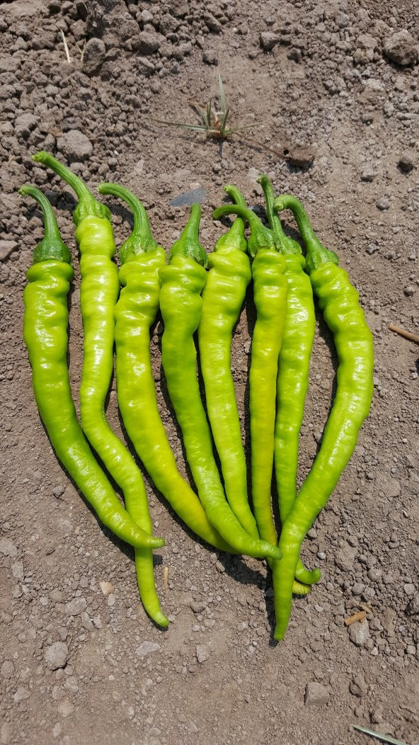 Biber Tohumu Çetinel 150 Tatlı Sivri 10 G. (~ Takribi 800 Tohum) - 5