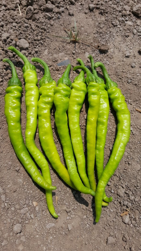 Biber Tohumu Çetinel 150 Tatlı Sivri 10 G. (~ Takribi 800 Tohum) - 6