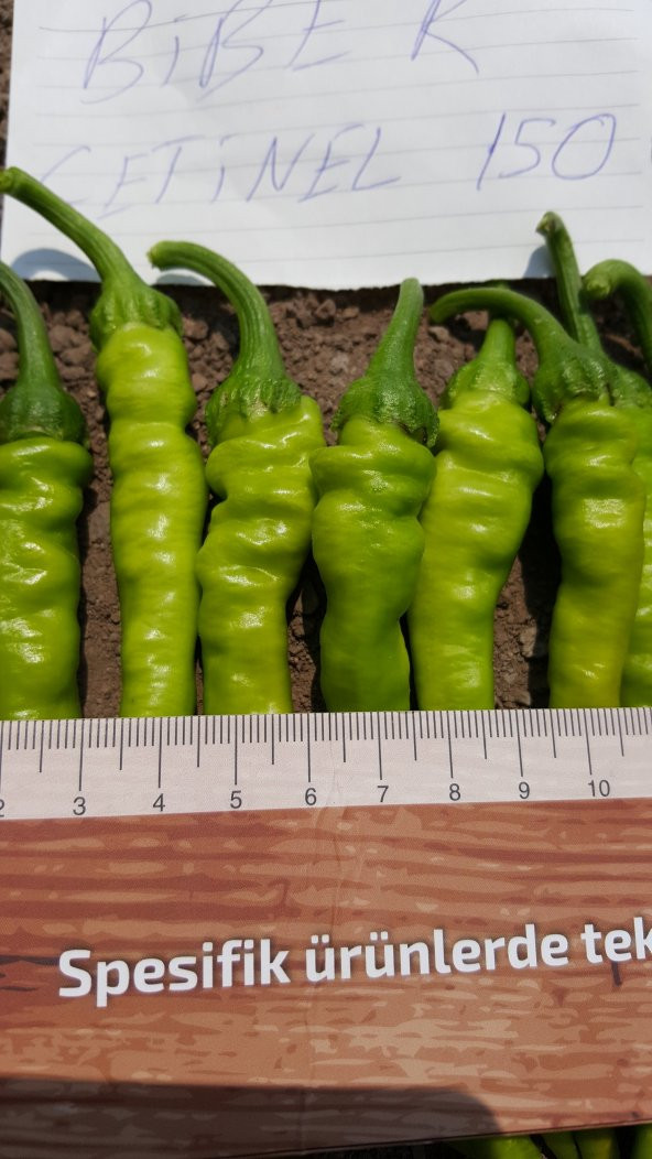 Biber Tohumu Çetinel 150 Tatlı Sivri 10 G. (~ Takribi 800 Tohum) - 8