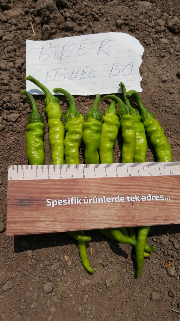 Biber Tohumu Çetinel 150 Tatlı Sivri 10 G. (~ Takribi 800 Tohum) - 9