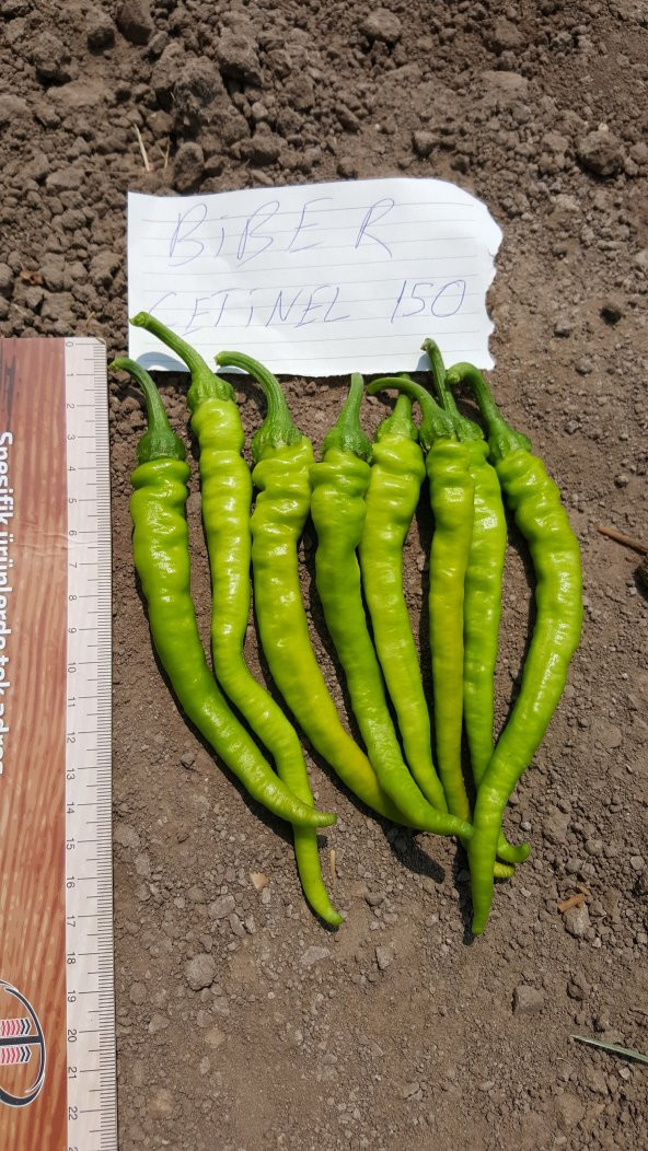 Biber Tohumu Çetinel 150 Tatlı Sivri 10 G. (~ Takribi 800 Tohum) - 10