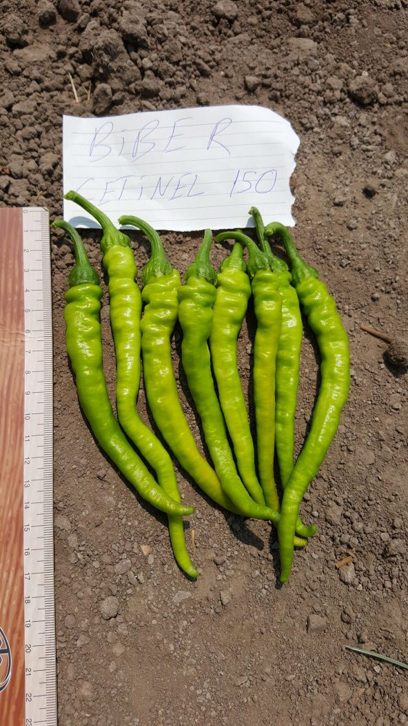 Biber Tohumu Çetinel 150 Tatlı Sivri 10 G. (~ Takribi 800 Tohum) - 11