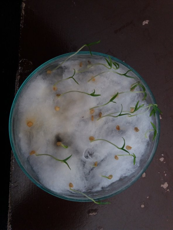 Biber Tohumu Toros Yukarı Bakan Yeşil Süs - 10G (~ Takribi 800 Tohum) - 2