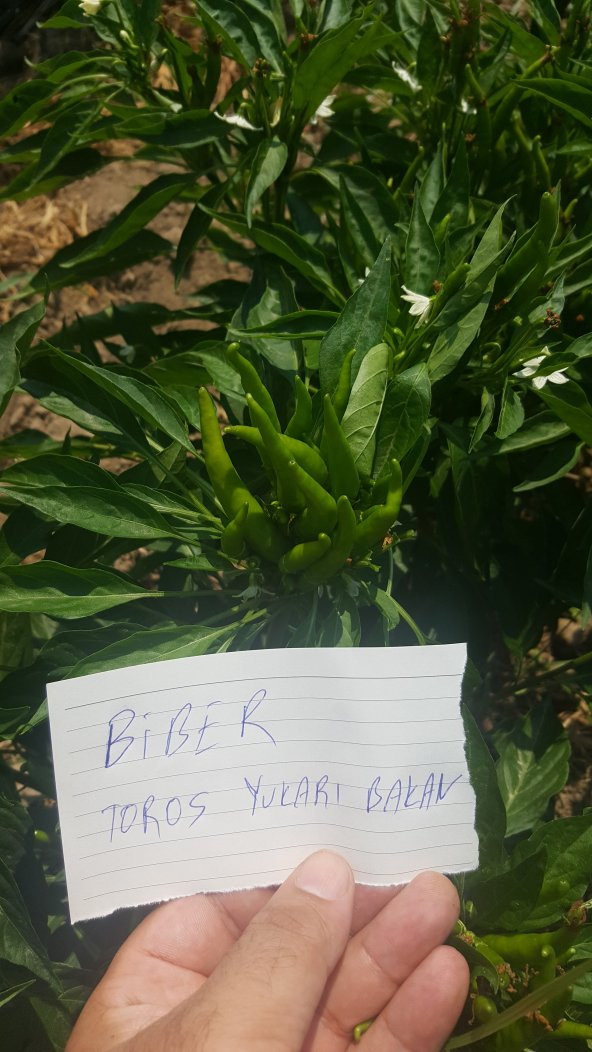 Biber Tohumu Toros Yukarı Bakan Yeşil Süs - 10G (~ Takribi 800 Tohum) - 5