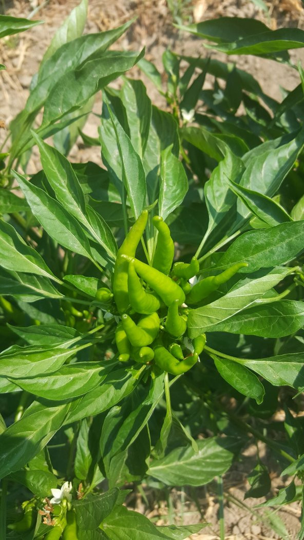Biber Tohumu Toros Yukarı Bakan Yeşil Süs - 10G (~ Takribi 800 Tohum) - 6