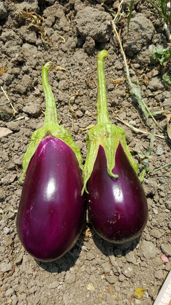 Patlıcan Tohumu Adana Dolmalık - 10 g (~ Takribi 1350 Tohum) - 2