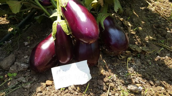 Patlıcan Tohumu Adana Dolmalık - 10 g (~ Takribi 1350 Tohum) - 3