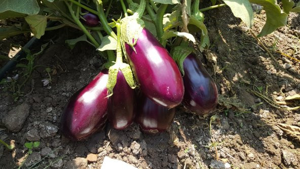 Patlıcan Tohumu Adana Dolmalık - 10 g (~ Takribi 1350 Tohum) - 4