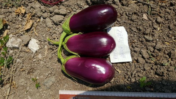 Patlıcan Tohumu Adana Dolmalık - 10 g (~ Takribi 1350 Tohum) - 7