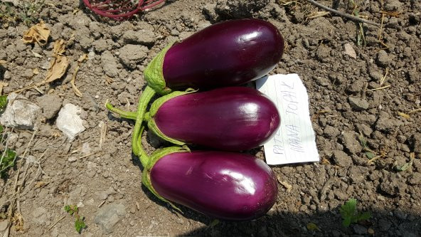 Patlıcan Tohumu Adana Dolmalık - 10 g (~ Takribi 1350 Tohum) - 8