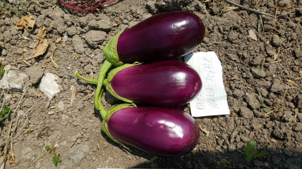 Patlıcan Tohumu Adana Dolmalık - 10 g (~ Takribi 1350 Tohum) - 9