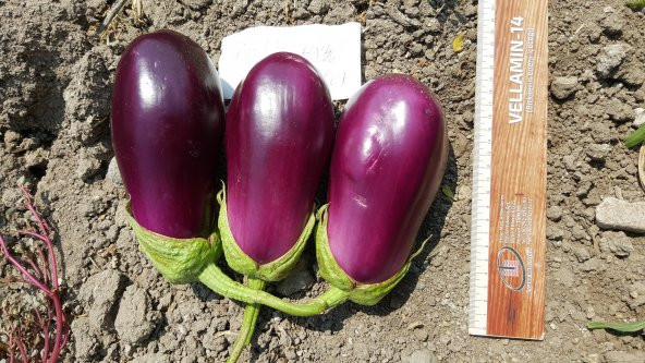 Patlıcan Tohumu Adana Dolmalık - 10 g (~ Takribi 1350 Tohum) - 10