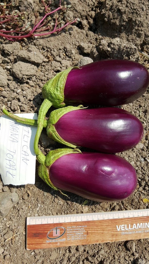 Patlıcan Tohumu Adana Dolmalık - 10 g (~ Takribi 1350 Tohum) - 11