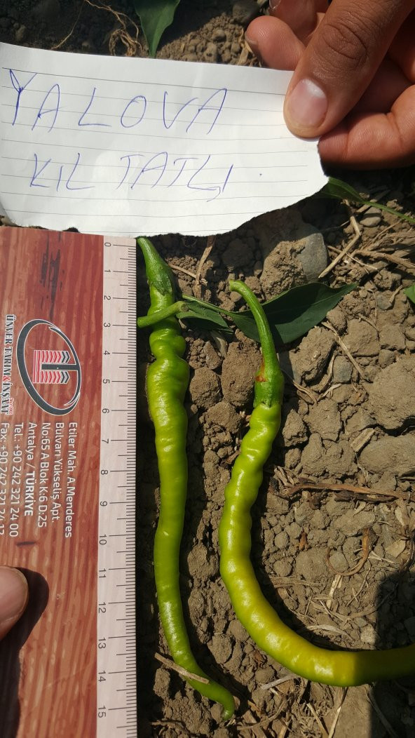 Biber Tohumu Kıl Tatlı 25 g. (~ Takribi 2000 Tohum) - 2