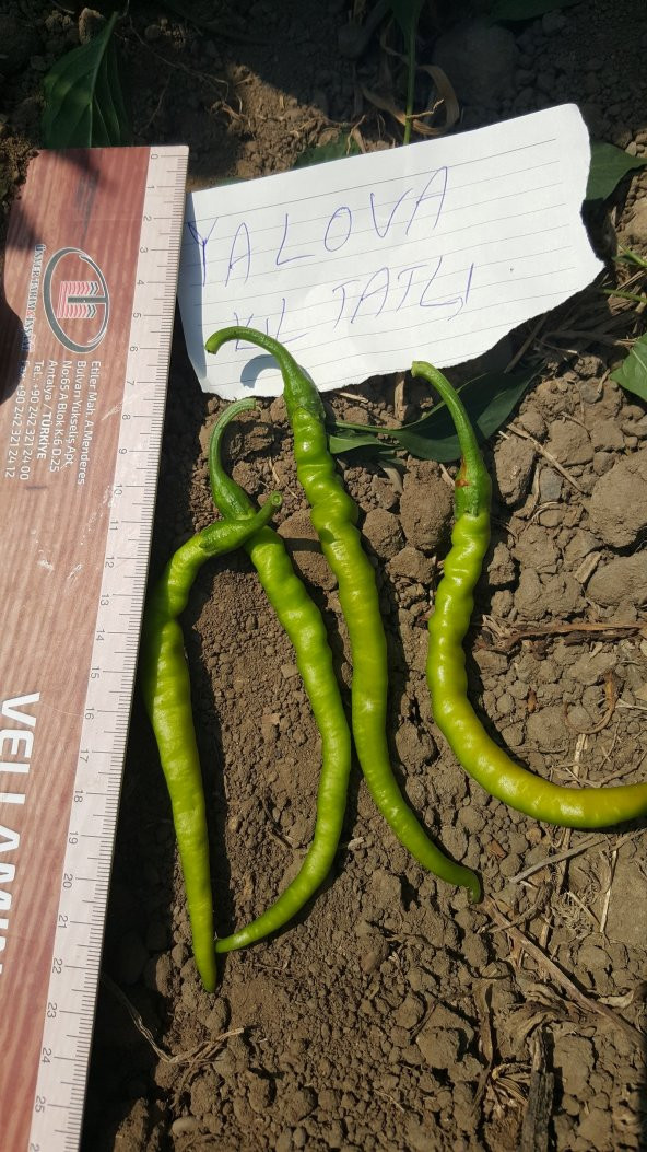 Biber Tohumu Kıl Tatlı 25 g. (~ Takribi 2000 Tohum) - 3