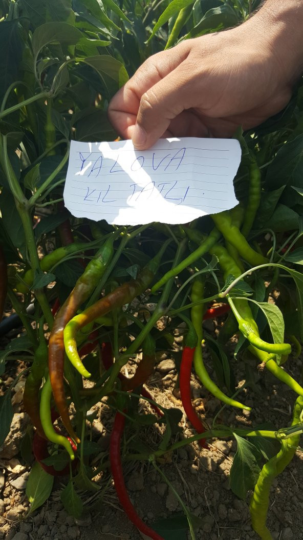 Biber Tohumu Kıl Tatlı 25 g. (~ Takribi 2000 Tohum) - 4