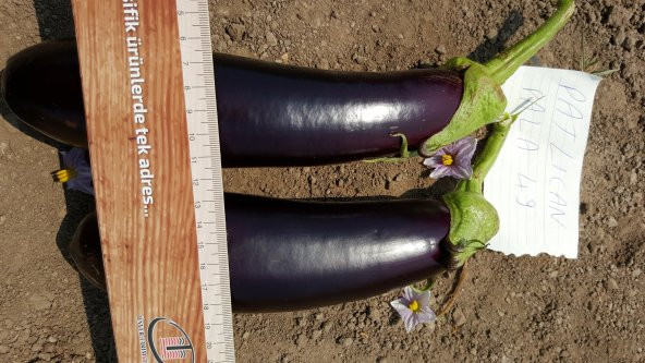 Patlıcan Tohumu Pala 49 - 10G (~ Takribi 1300 Tohum) - Resim 5