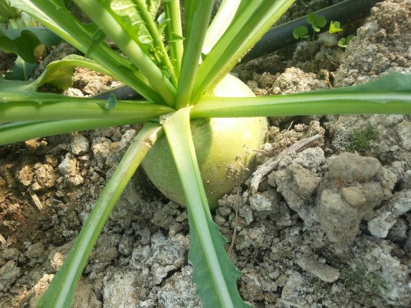 Turp Tohumu Çin Turpu 5 G (~ Takribi 300 Tohum) - 2