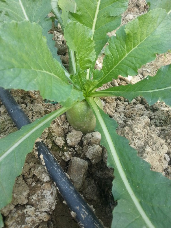 Turp Tohumu Çin Turpu 5 G (~ Takribi 300 Tohum) - 3