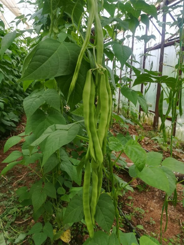 Fasulye Tohumu Safiye  ( Sırık )  -50 Gr  (~ Takribi 100 Tohum)