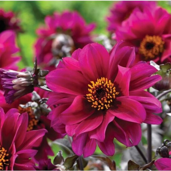 Yıldız Çiçeği Çiçek Tohumu - Dahlia (~ Takribi 30 Tohum)