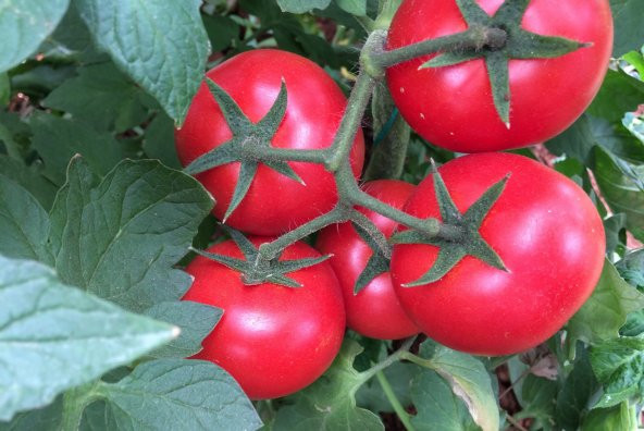 A-Z Tohum Domates Tohumu A-Z 44 F1 Salkım Domates - 10 Adet Tohumluk - 2