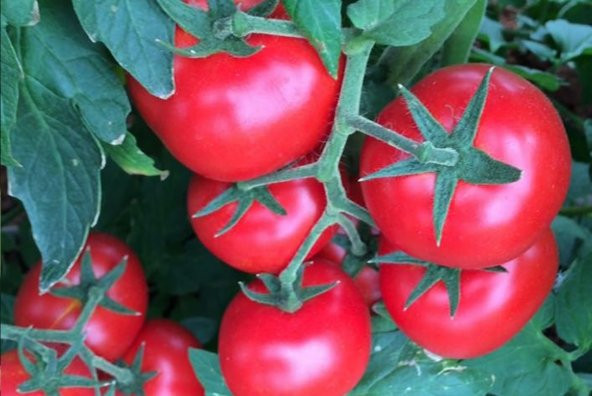 A-Z Tohum Domates Tohumu A-Z 44 F1 Salkım Domates - 10 Adet Tohumluk - 4