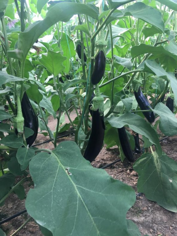 A-Z Tohum Patlıcan Tohumu Şehzade F1 Uzun Patlıcan (A-Z 61) - 20 Adet Tohumluk - 2