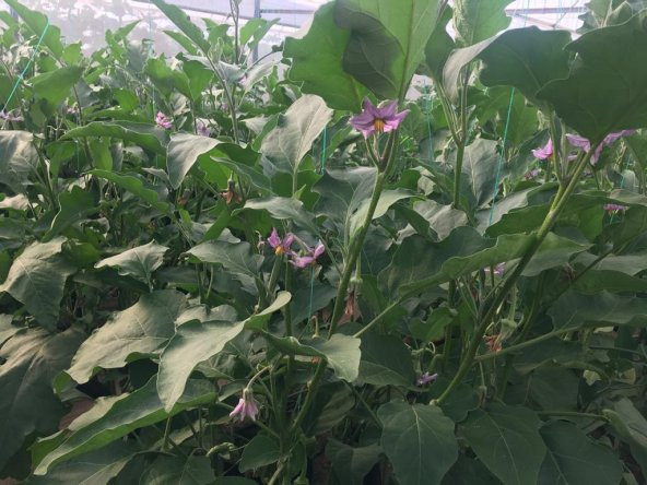 A-Z Tohum Patlıcan Tohumu Şehzade F1 Uzun Patlıcan (A-Z 61) - 20 Adet Tohumluk - 3