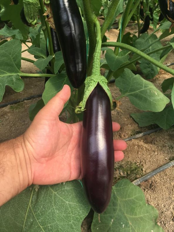 A-Z Tohum Patlıcan Tohumu Şehzade F1 Uzun Patlıcan (A-Z 61) - 20 Adet Tohumluk - 4