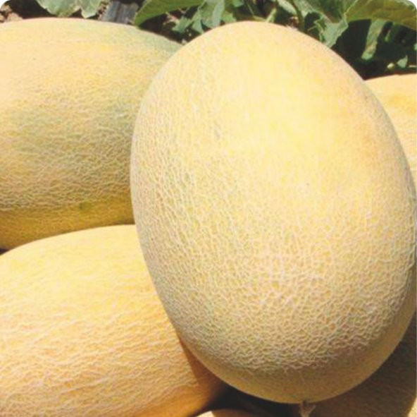 HİBRİT ANANAS KAVUN TOHUMU - 20 ADET TOHUMLUK