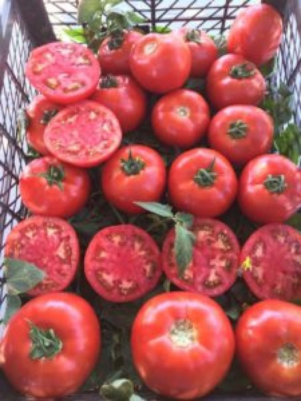 A-Z Tohum Domates Tohumu A-Z 16 F1 Oturak Tarla Domatesi - 20 Adet Tohumluk - Resim 2