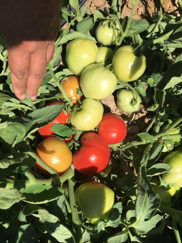 A-Z Tohum Domates Tohumu A-Z 16 F1 Oturak Tarla Domatesi - 20 Adet Tohumluk - Resim 3