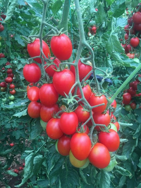 A-Z Tohum Domates Tohumu A-Z 06 F1 Oval Kokteyl Domatesi (Sırık) 10 Adet Tohumluk