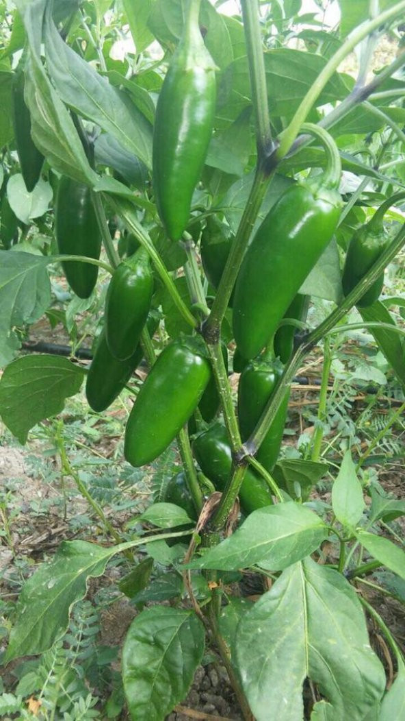 HİBRİT JALAPEN TİPİ BİBER TOHUMU - 20 ADET TOHUMLUK - 2