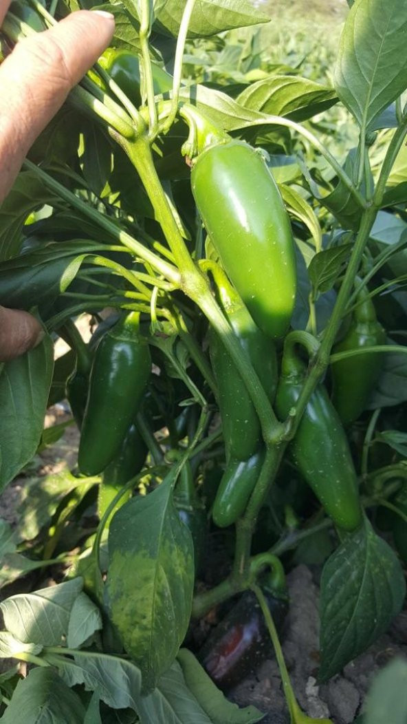 HİBRİT JALAPEN TİPİ BİBER TOHUMU - 20 ADET TOHUMLUK - 3
