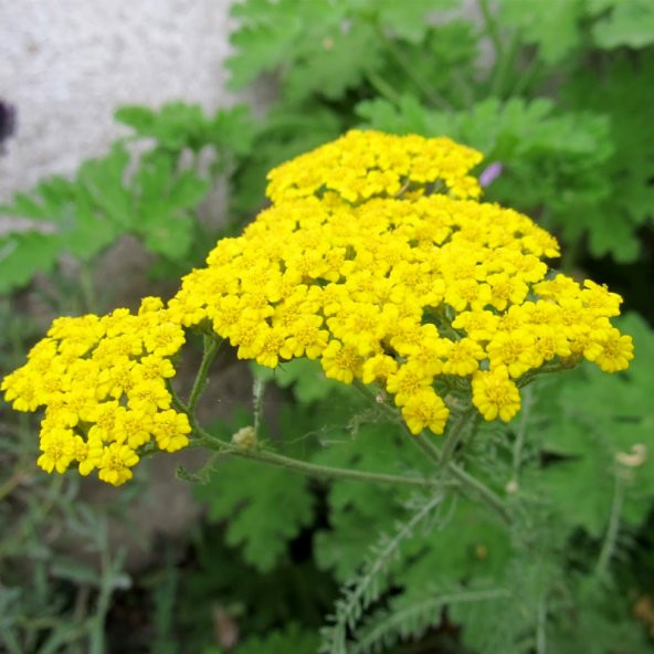 Sarı Civan Perçemi Çiçek Tohumu - Achillea Filipendulina (~ Takribi 20 Tohum)
