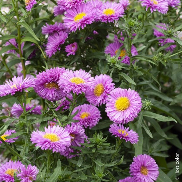 Çin Aster Çiçek Tohumu - Callistephus Chinensis (~ Takribi 40 Tohum)