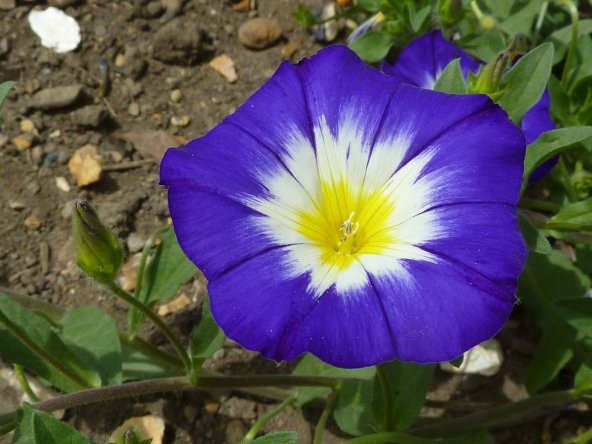 Gündüz Sefası  Çiçek Tohumu - Convolvulus Tricolor (~ Takribi 10 Tohum)