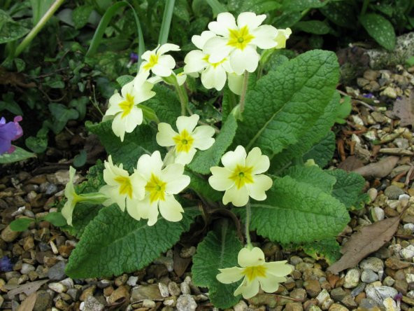 Mart Çiçeği Çiçek Tohumu 1 - Primula Acaulis (~ Takribi 30 Tohum)