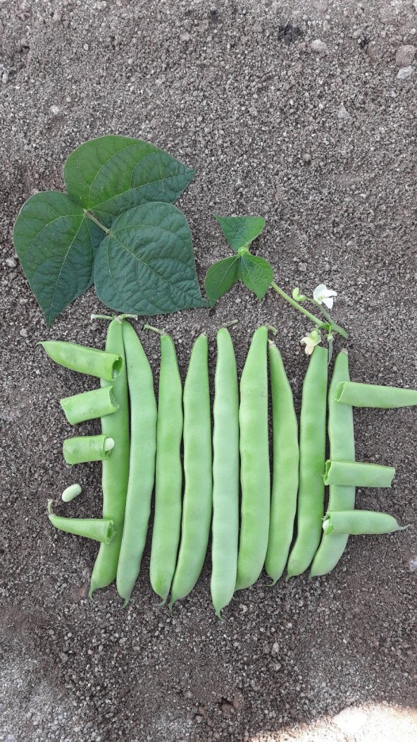 Fasulye Tohumu Roberto ( Oturak ) - 10 Kg ürün görseli