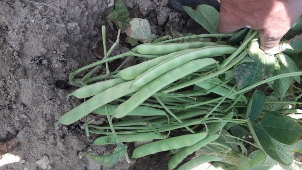 Fasulye Tohumu Roberto ( Oturak ) - 10 Kg - Resim 2