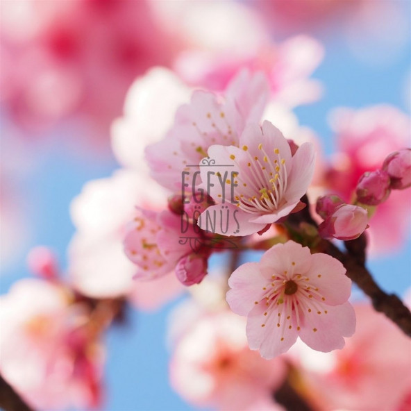 Çanta Cep Boy Sakura Japon Kiraz Çiçeği Kolonyası Sprey - 100 Ml. (80 Derece) - (Parfümlü) - 4